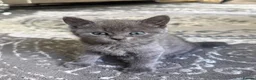 Mixed Breed cats for sale: Kittens for sale  - Advert 6