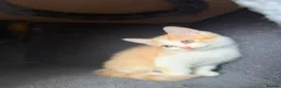 British Shorthair cats for sale: 3 BSH/ragdoll kittens🐾 in Luton - Advert 8