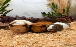 Guinea Pig rodents for sale: 🏡🐹 Multiple pretty Boys available 🐹🏡 - Image 13