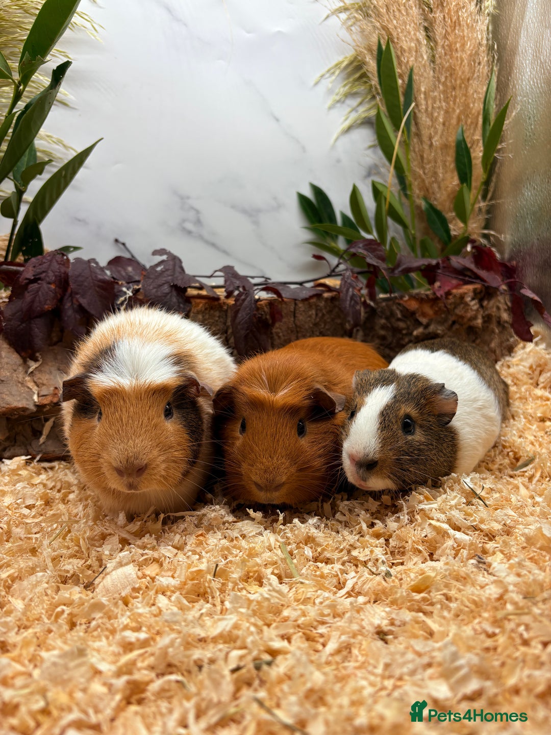 Guinea Pig rodents for sale: 🏡🐹 Multiple pretty Boys available 🐹🏡 - Image 13