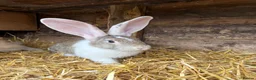 Continental Giant rabbits for sale: Continental Giant Rabbit babies available  - Advert 11
