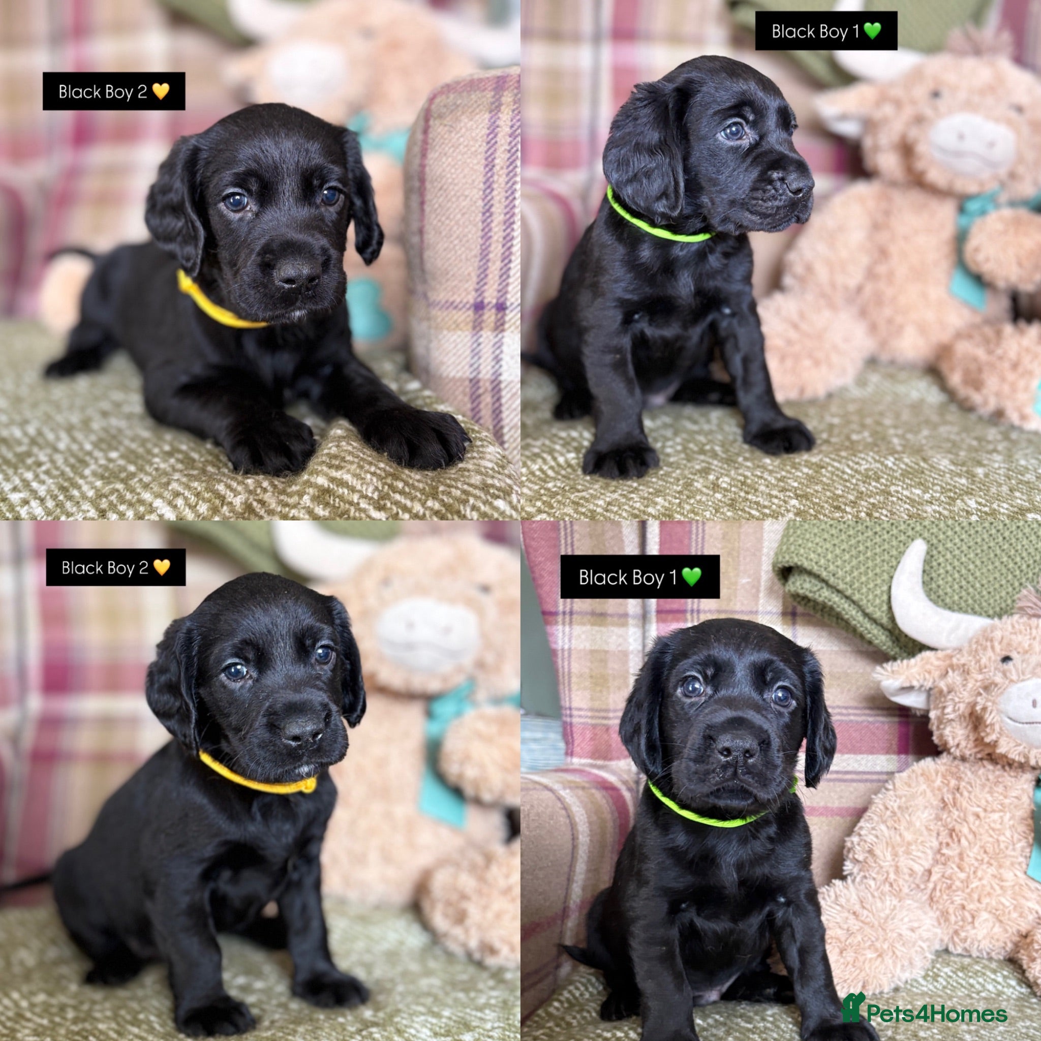 Cockerdor dogs GORGEOUS COCKERDOR PUPPIES💛🖤 - Advert 1