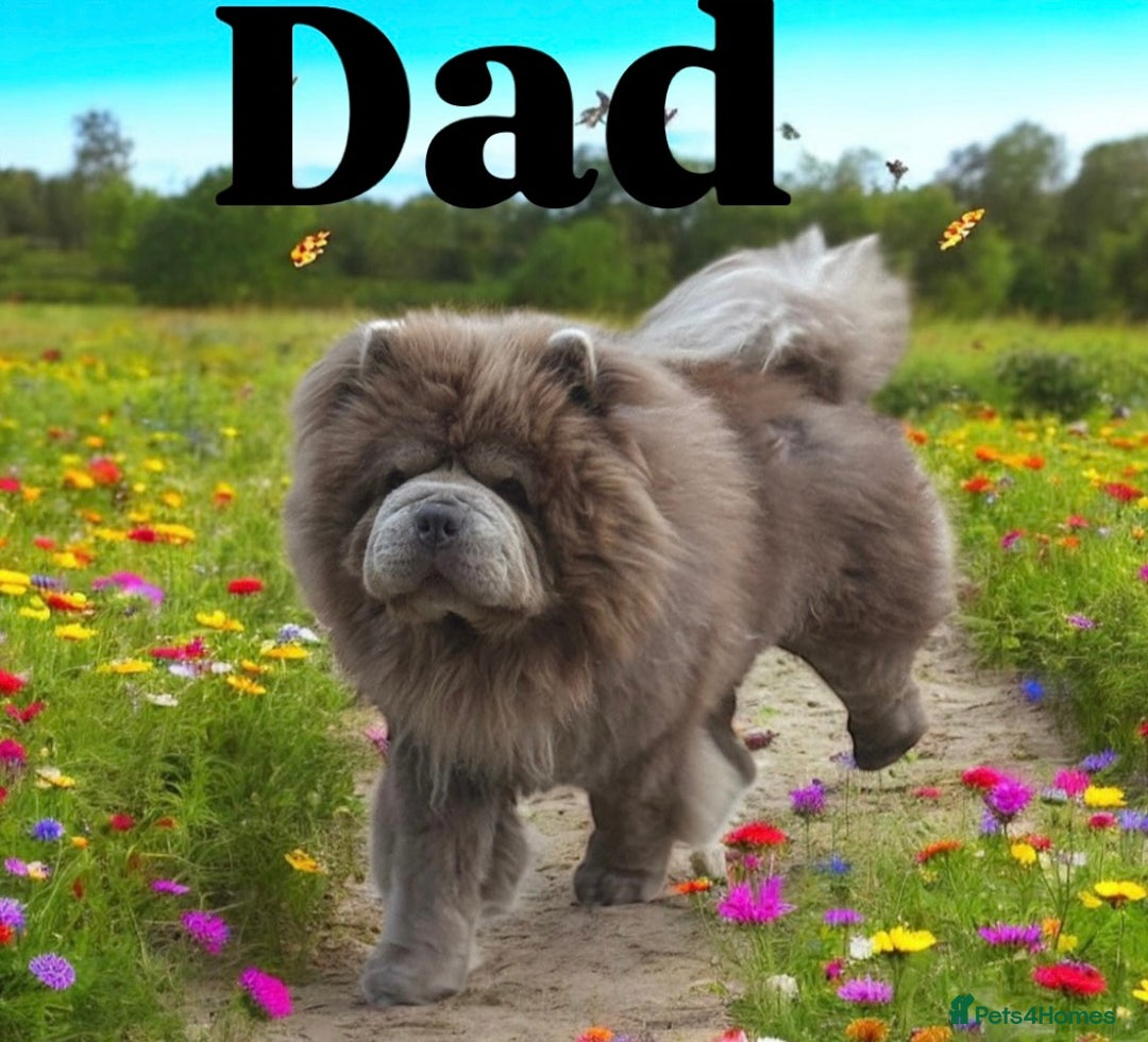 Chow Chow dogs for sale: Merle Chow chow puppies  - Advert 6