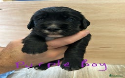 Cocker Spaniel dogs for sale: working cocker spaniel puppies - Image 12