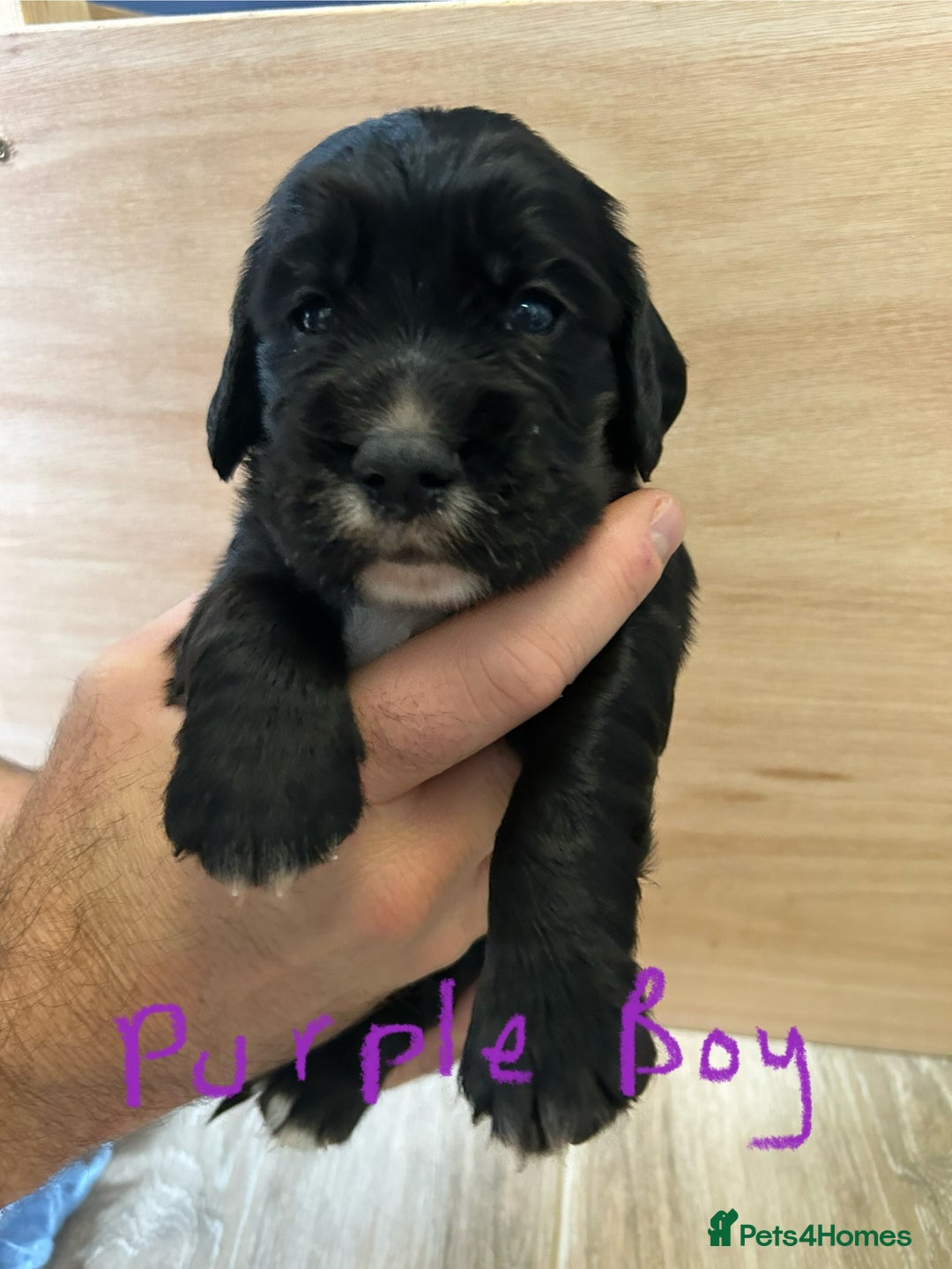 Cocker Spaniel dogs for sale: working cocker spaniel puppies - Image 12