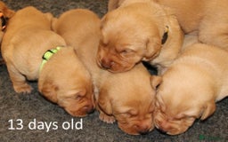Labrador Retriever dogs for sale: Red Fox Labs : Health Checked-KC Reg-FTCH Pedigree - Image 1