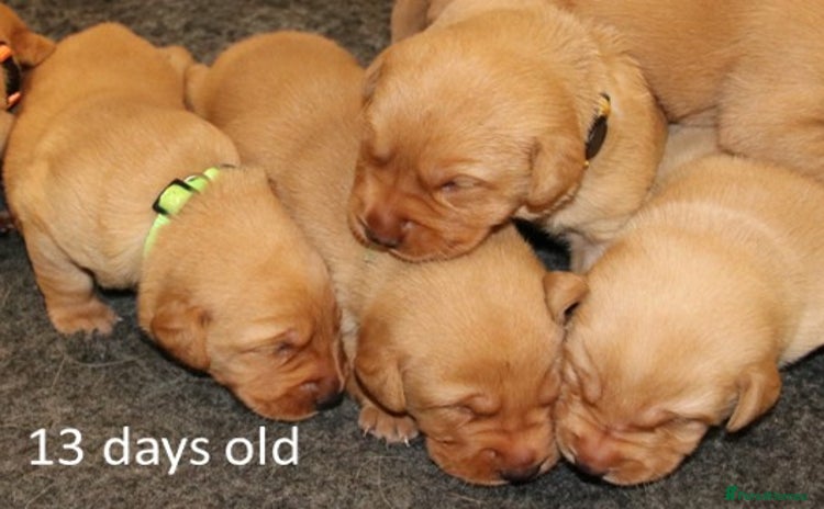 Labrador Retriever dogs - Advert 3