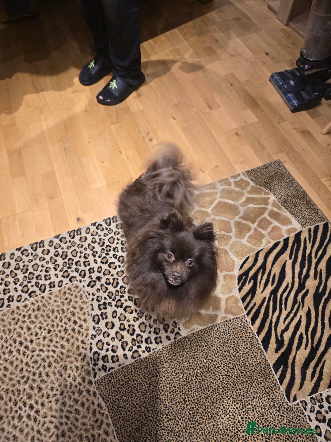 Pomeranian dogs for sale: Stunningly beautiful Pomeranian babies - Advert 32