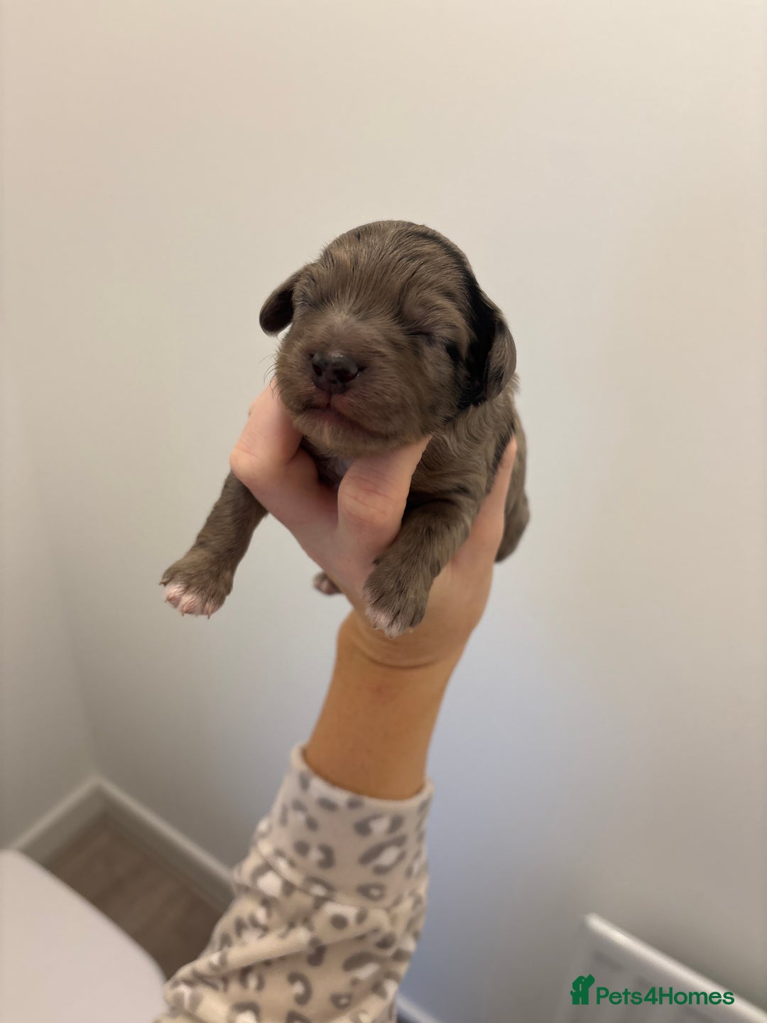 Cockapoo dogs for sale: Cockapoo litter  - Image 4