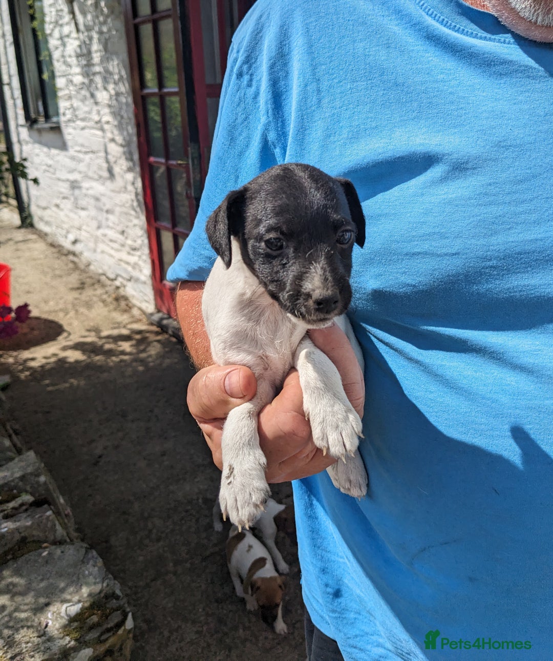 Jack Russell dogs for sale: Miniature Jack Russell's - Image 3