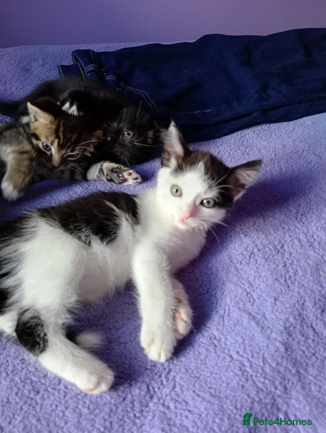 Mixed Breed cats for sale: Kittens for sale various prices - Advert 8