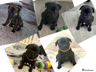 Staffordshire Bull Terrier dogs ✨🐾All puppy’s found their forever home✨🐾 - Advert 3