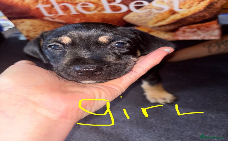 Mixed Breed dogs - Advert 9