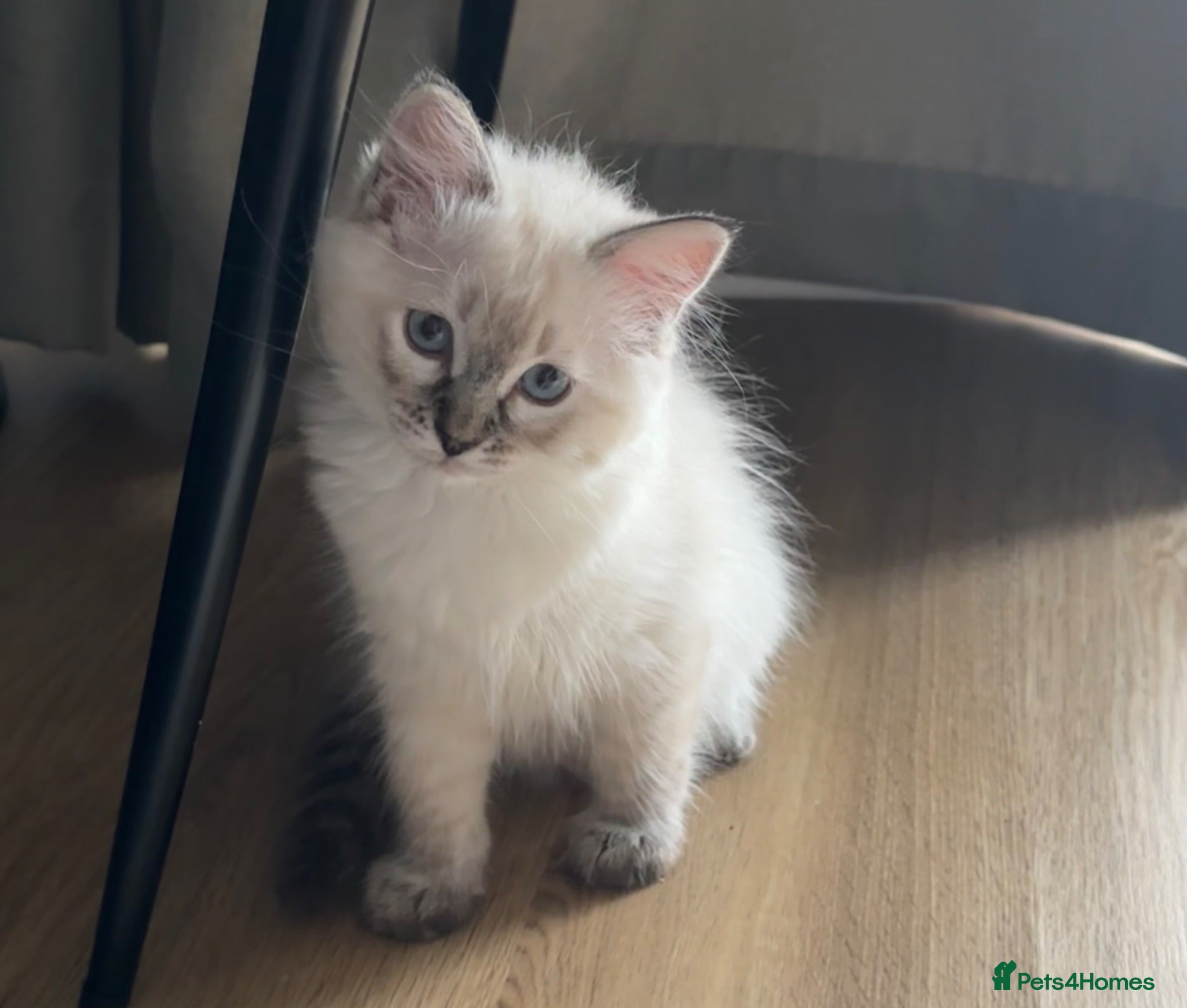 Ragdoll cats Ragdoll kitten  - Advert 7