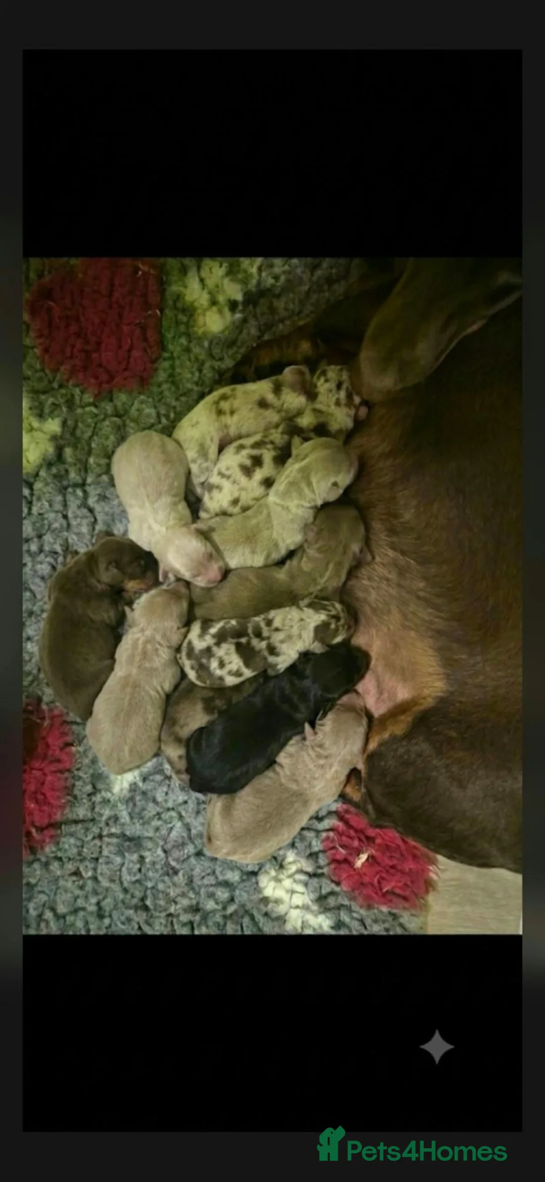 Miniature Dachshund dogs for sale: Miniature Duschunt in Luton - Advert 5