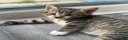 Mixed Breed cats for sale: 3 Adorable Kittens - Advert 10