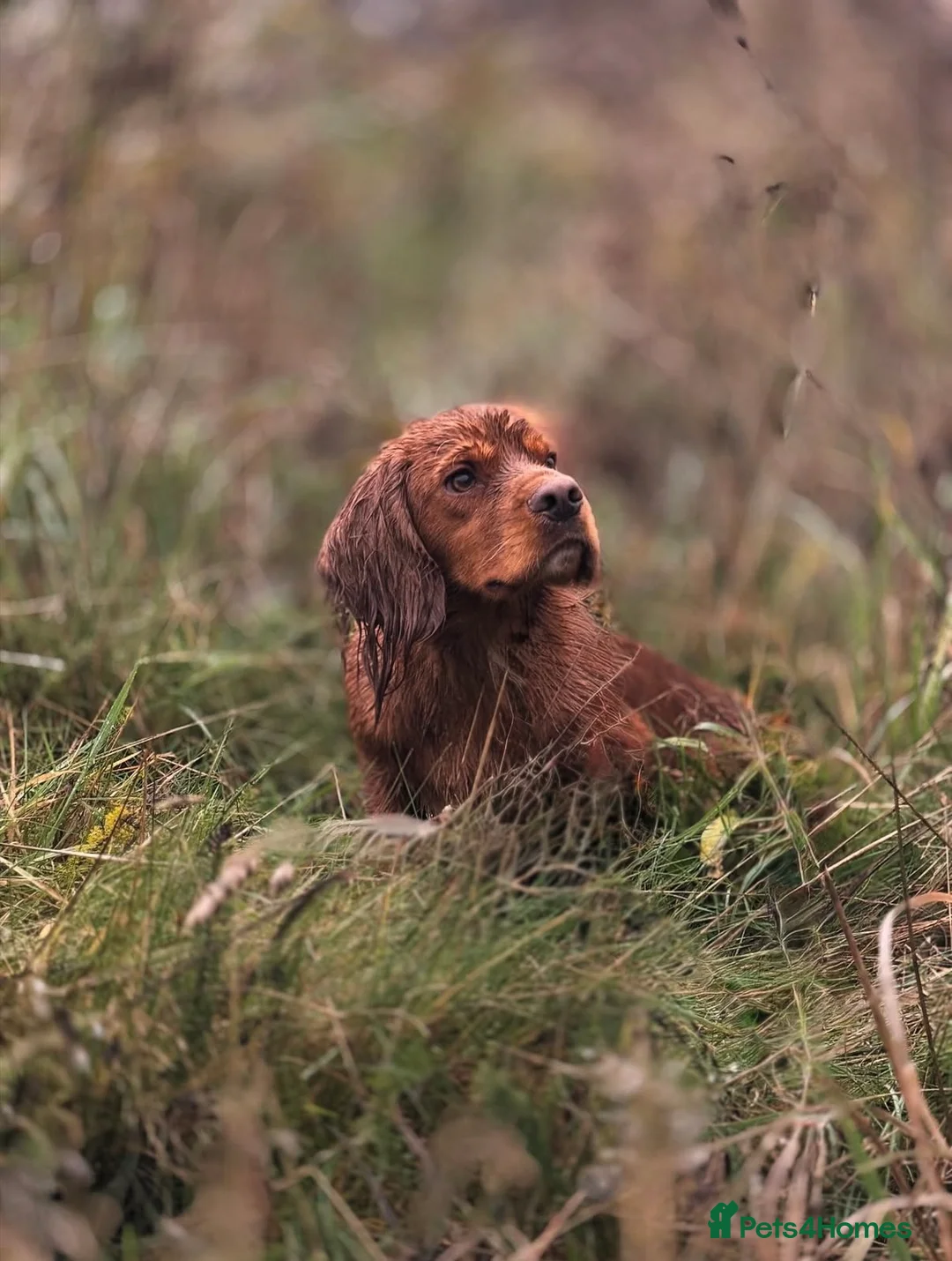 Cocker Spaniel dogs for stud: Ammerdown Greedy Available At Stud. Health Tested - Advert 4
