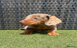 Miniature Dachshund dogs for sale: Stunning miniature dachshund puppies  - Image 12