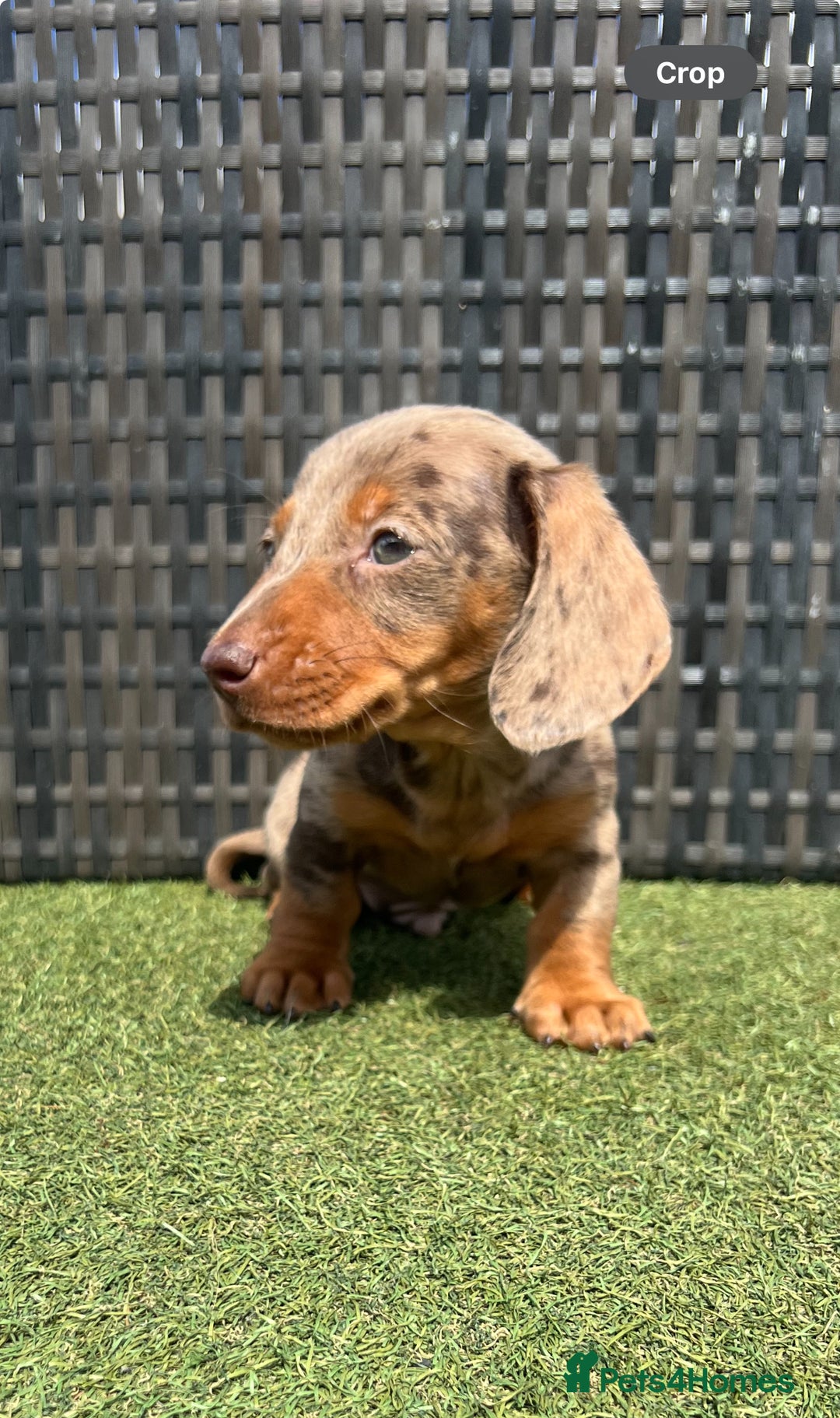 Miniature Dachshund dogs for sale: Stunning miniature dachshund puppies  - Image 12
