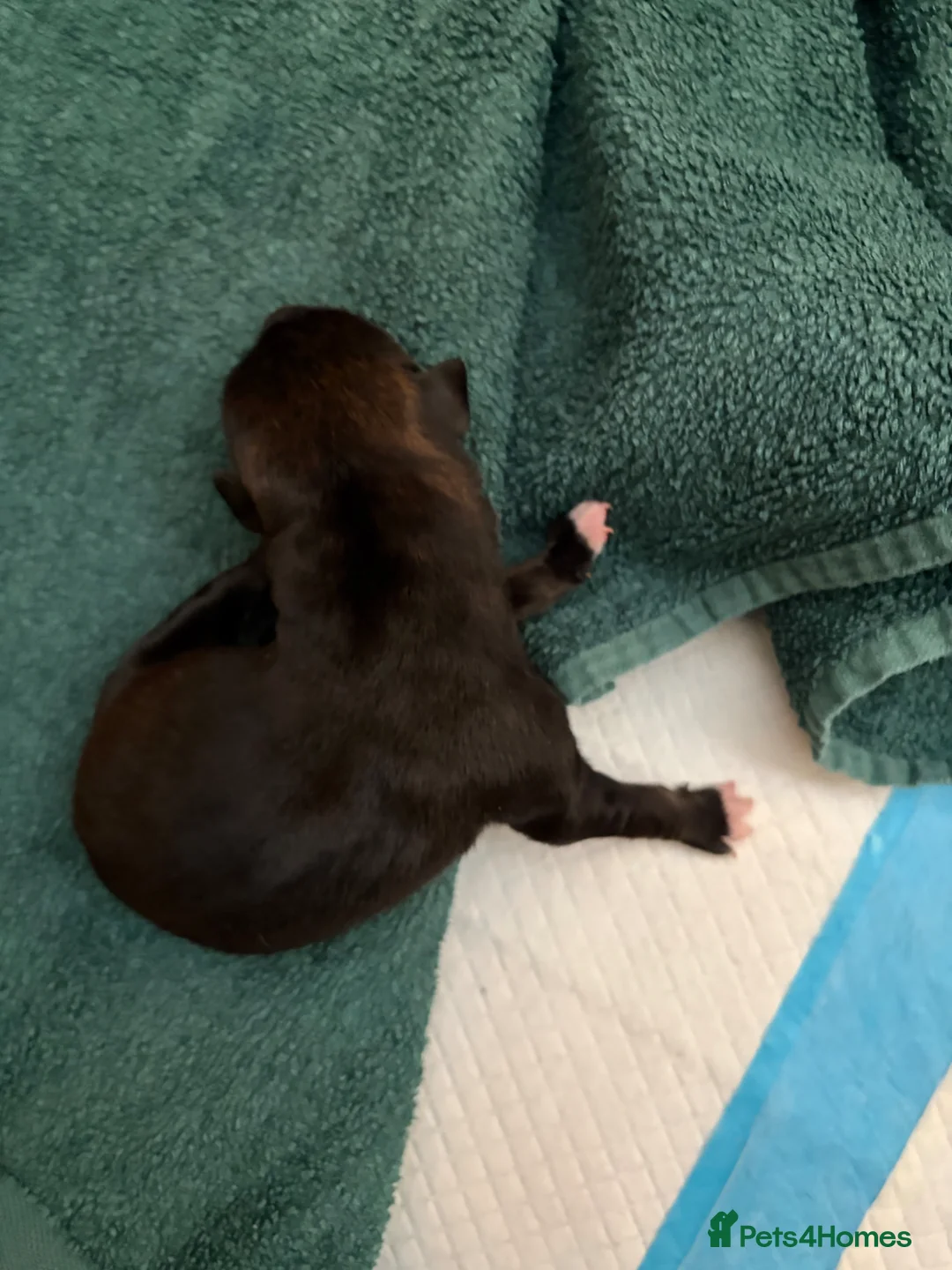 Mixed Breed dogs for sale: Male staffy cross  - Advert 2