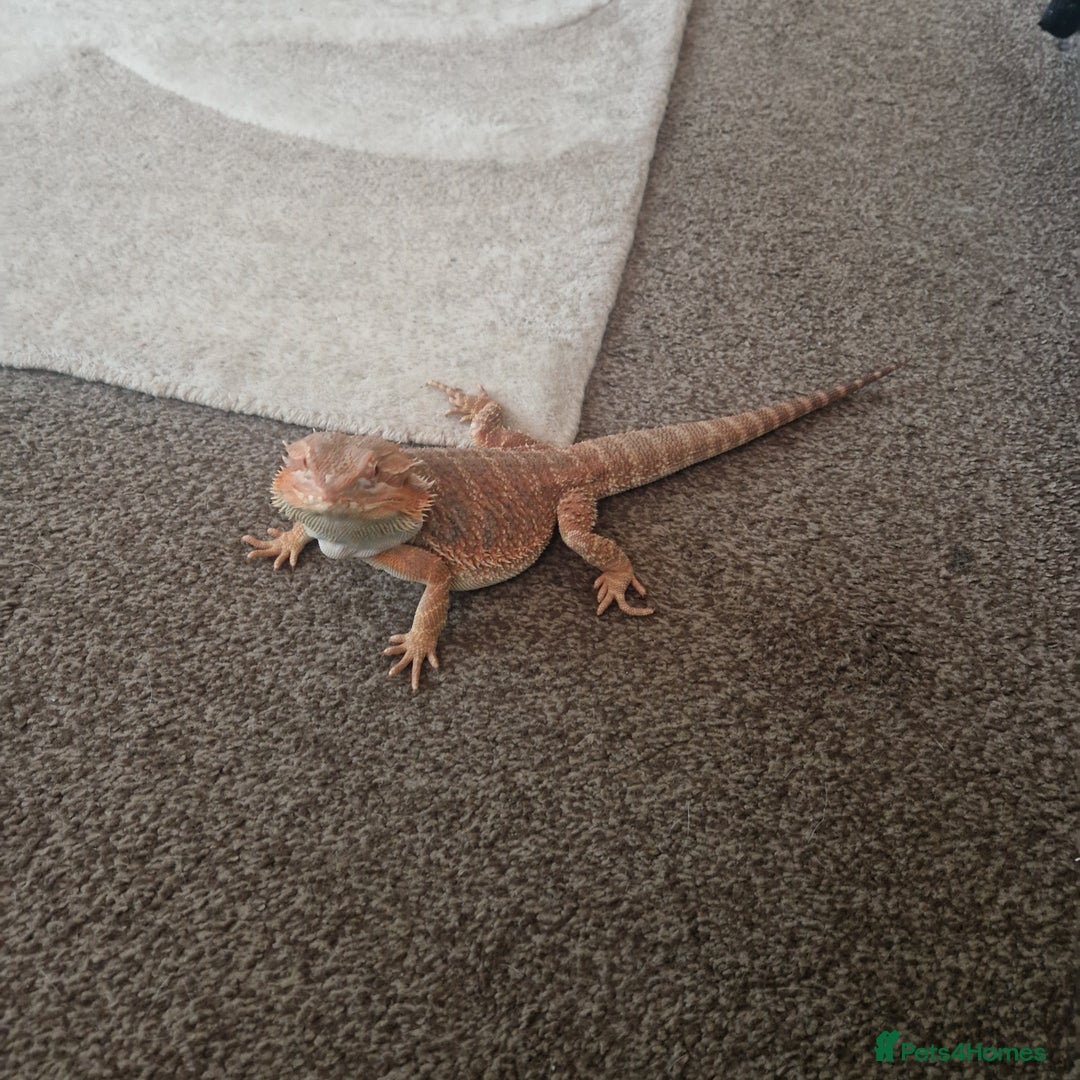 Bearded Dragon reptiles for sale: Bearded dragon with enclosure and stand  - Advert 4