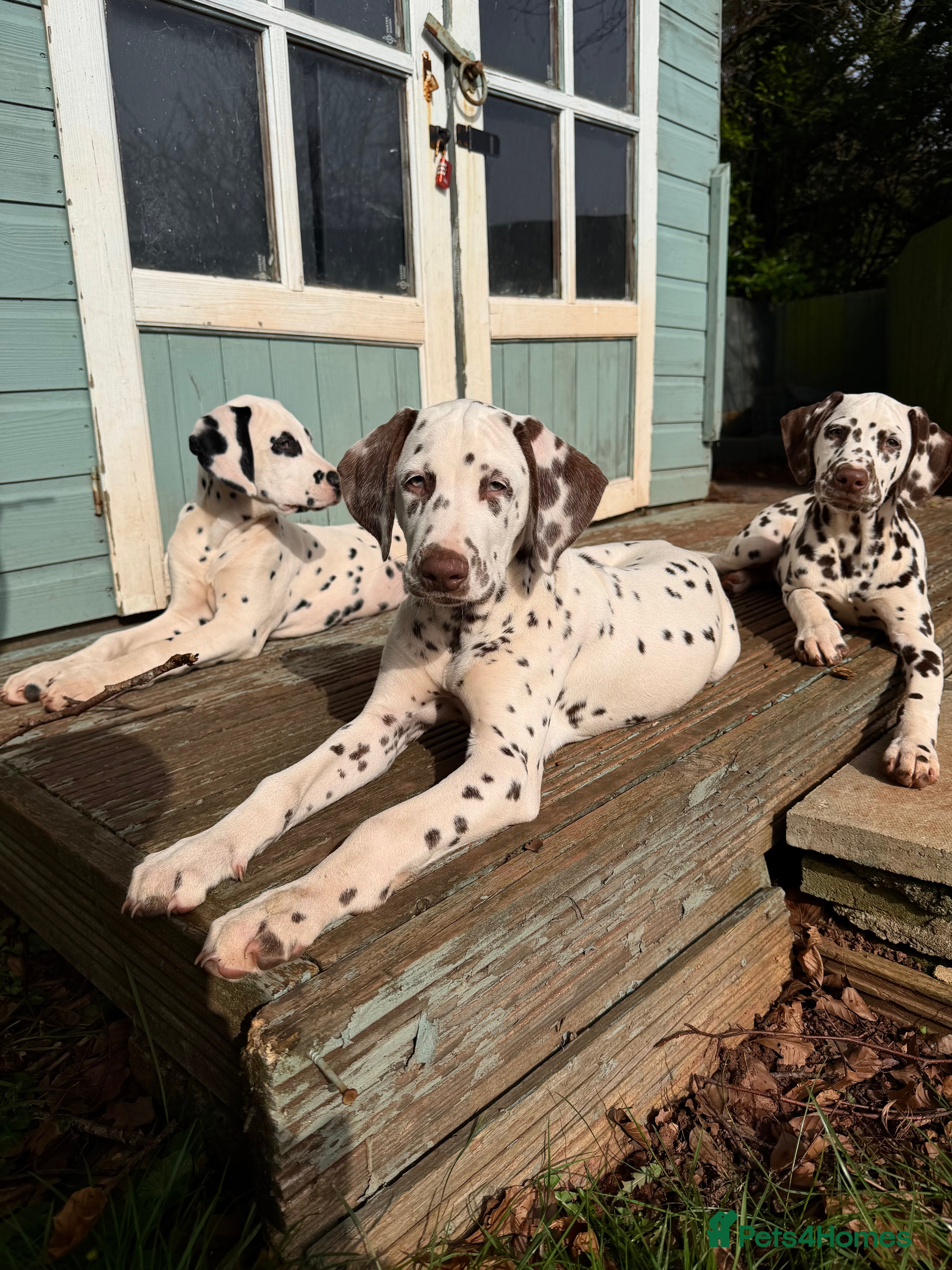 Dalmatian dogs KC Reg Dalmatian Puppies Black & Liver Ready Now - Advert 9