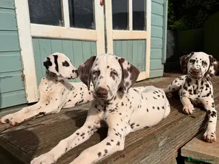Dalmatian dogs KC Reg Dalmatian Puppies Black & Liver Ready Now - Advert 9