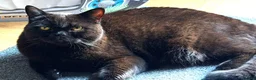 British Shorthair cats for sale: Beautiful Black BSH Kittens £995 GCCF ready 18/9 - Advert 11