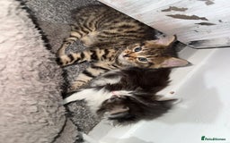 Brazilian Shorthair cats for sale: Gorgeous Brazilian short hair kittens - Image 4