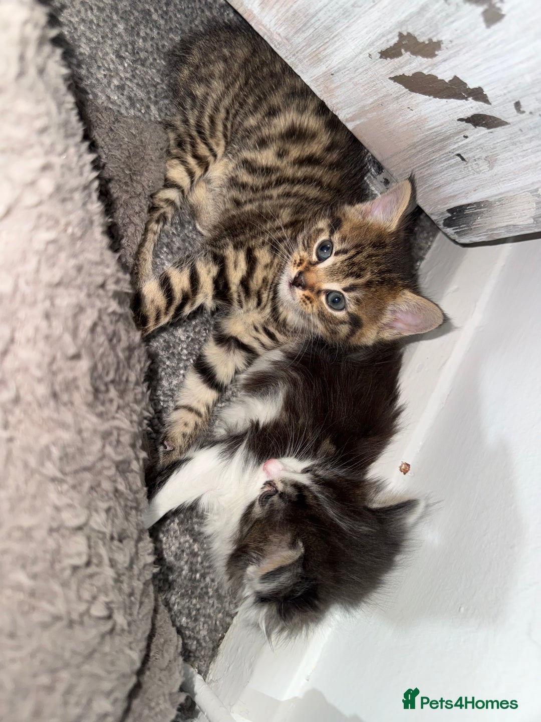 Brazilian Shorthair cats for sale: Gorgeous Brazilian short hair kittens - Image 4