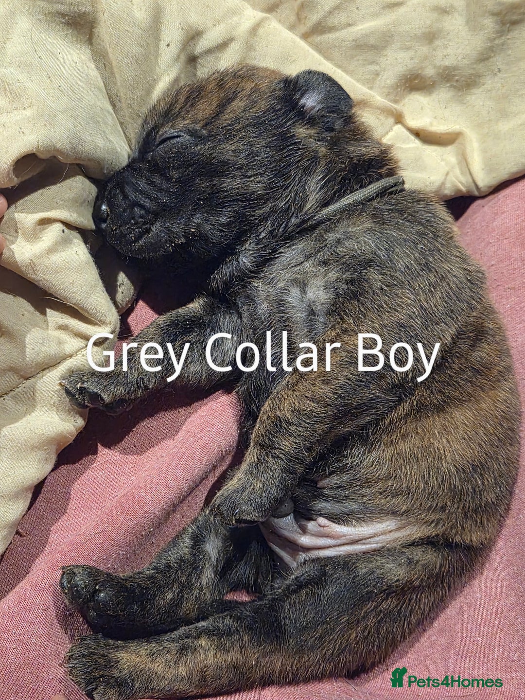Mixed Breed dogs for sale: Beautiful Chunky Chow-Pei Puppies - Image 6