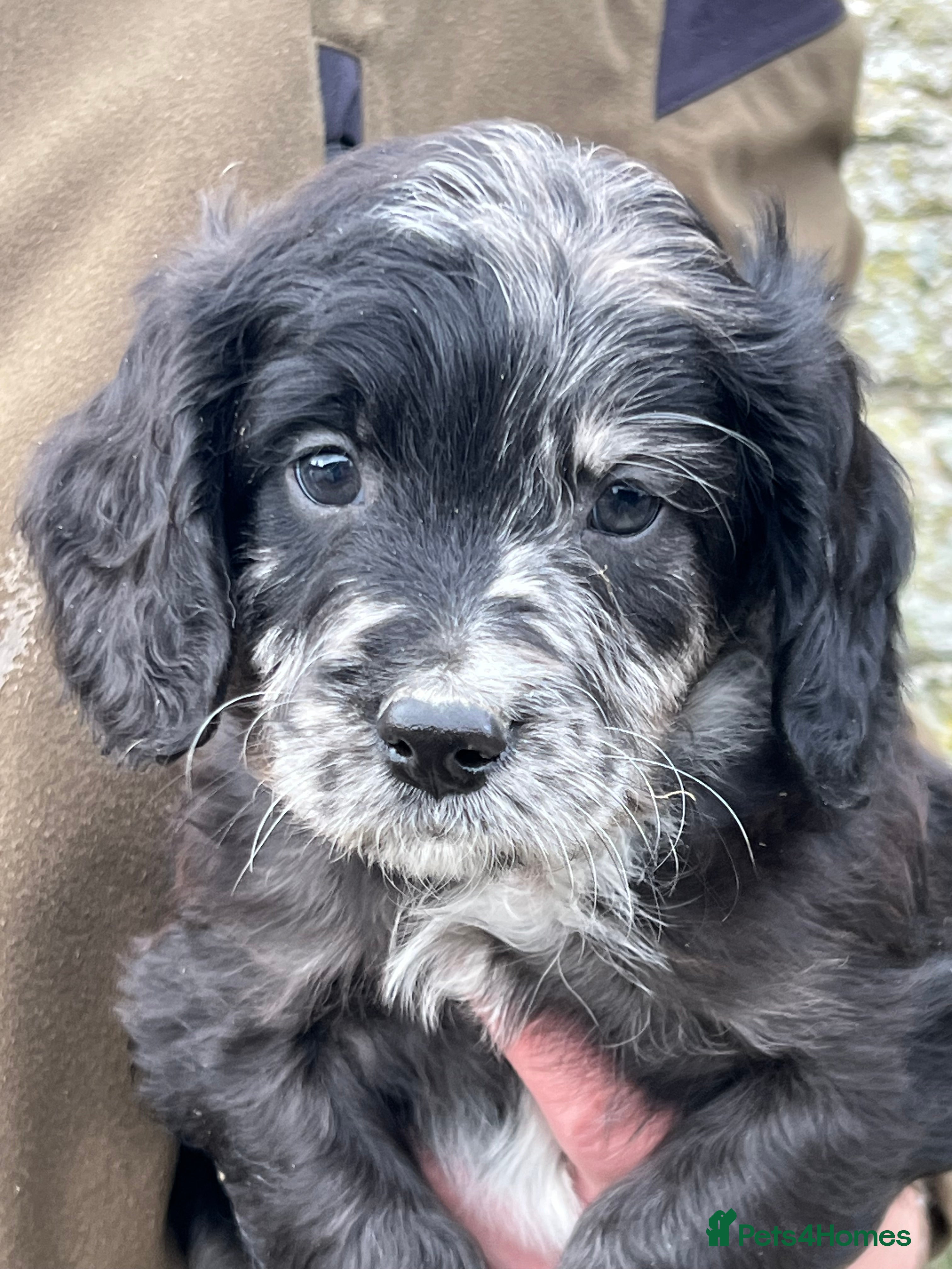 Sproodle dogs Merle F1 Sproodle boy 5⭐️Licenced Breeder full DNA - Advert 3