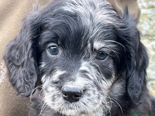 Sproodle dogs Merle F1 Sproodle boy 5⭐️Licenced Breeder full DNA - Advert 3