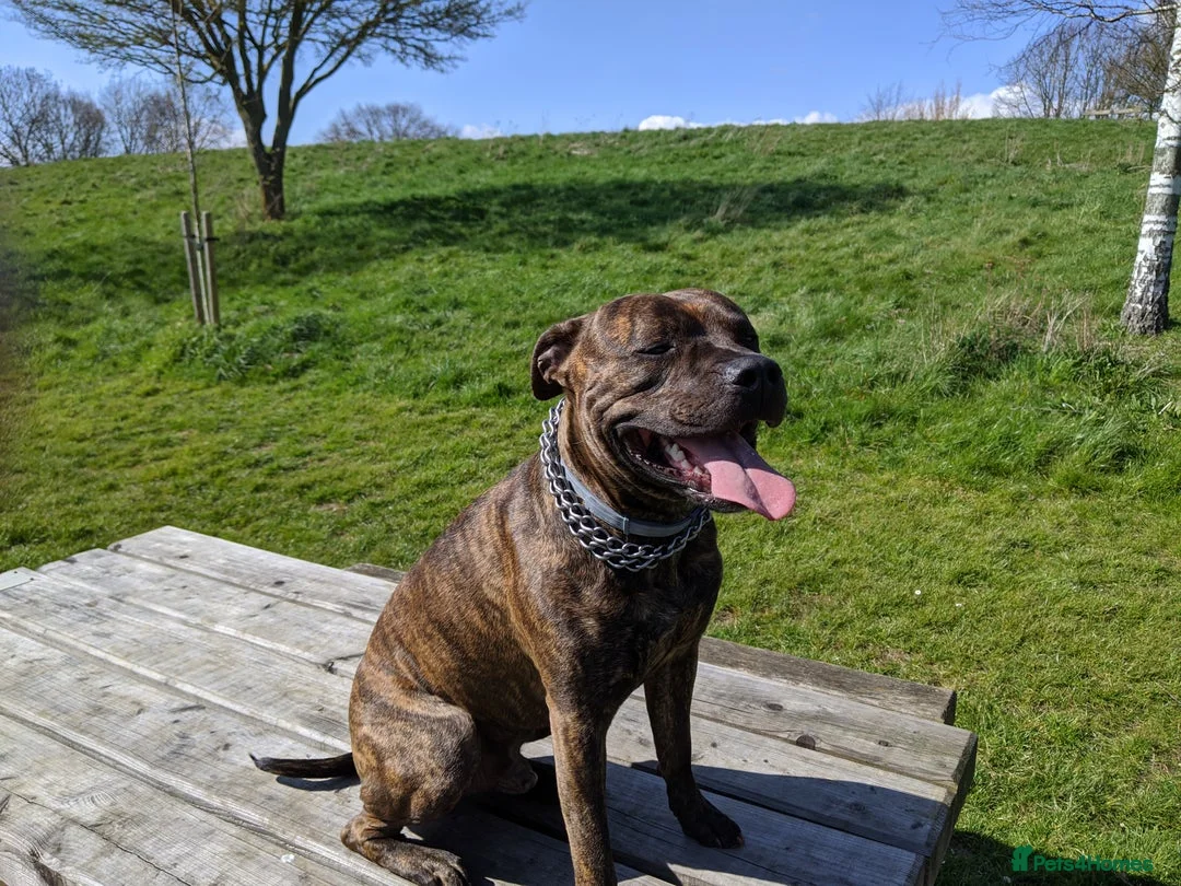Staffordshire Bull Terrier dogs for stud: Beautiful Staffy Stud (Proven) - Advert 2