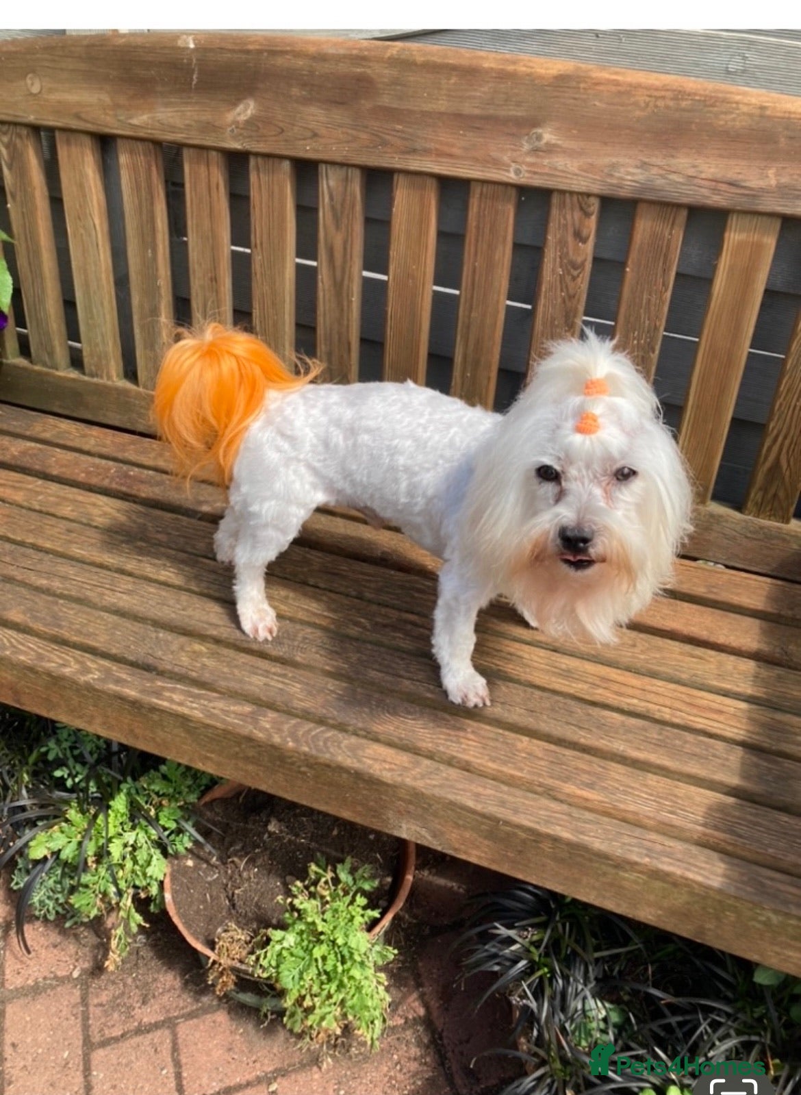 Maltese dogs Gorgeous Maltese FOR STUD - Not For Sale in Coventry - Advert 10