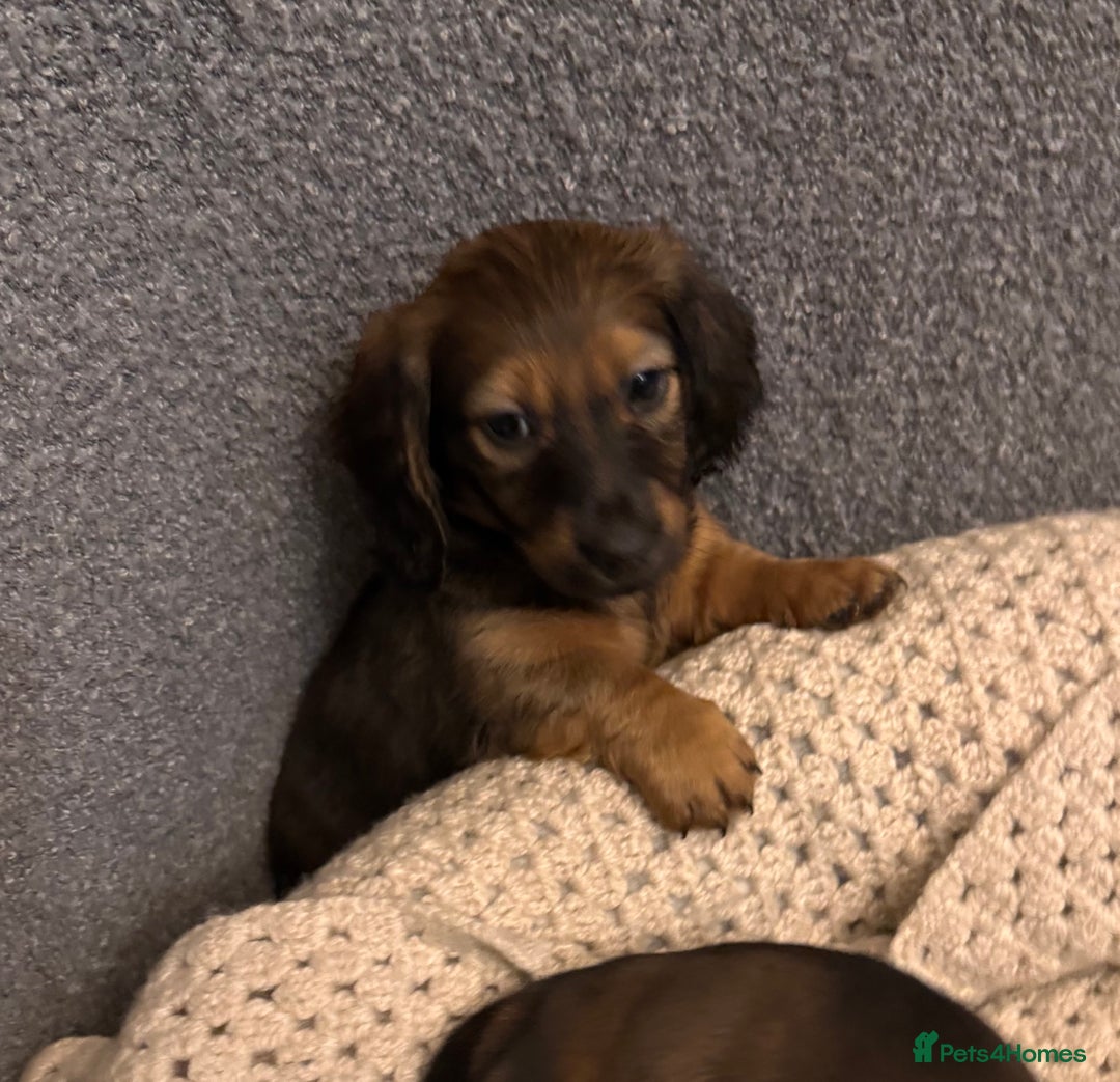 Dachshund dogs for sale: LONG HAIRED DACHSHUND PUPPIES - Advert 5