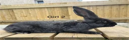 Continental Giant rabbits for sale: 💖 last girl! Pure bred continental giants💖 - Advert 5