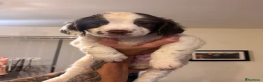 English Springer Spaniel 3 yellow collar 