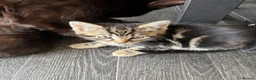 Mixed Breed cats for sale: Adorable kittens - Advert 7