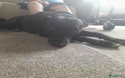 Mixed Breed dogs for sale: Lurcher in need of a new home - Image 1