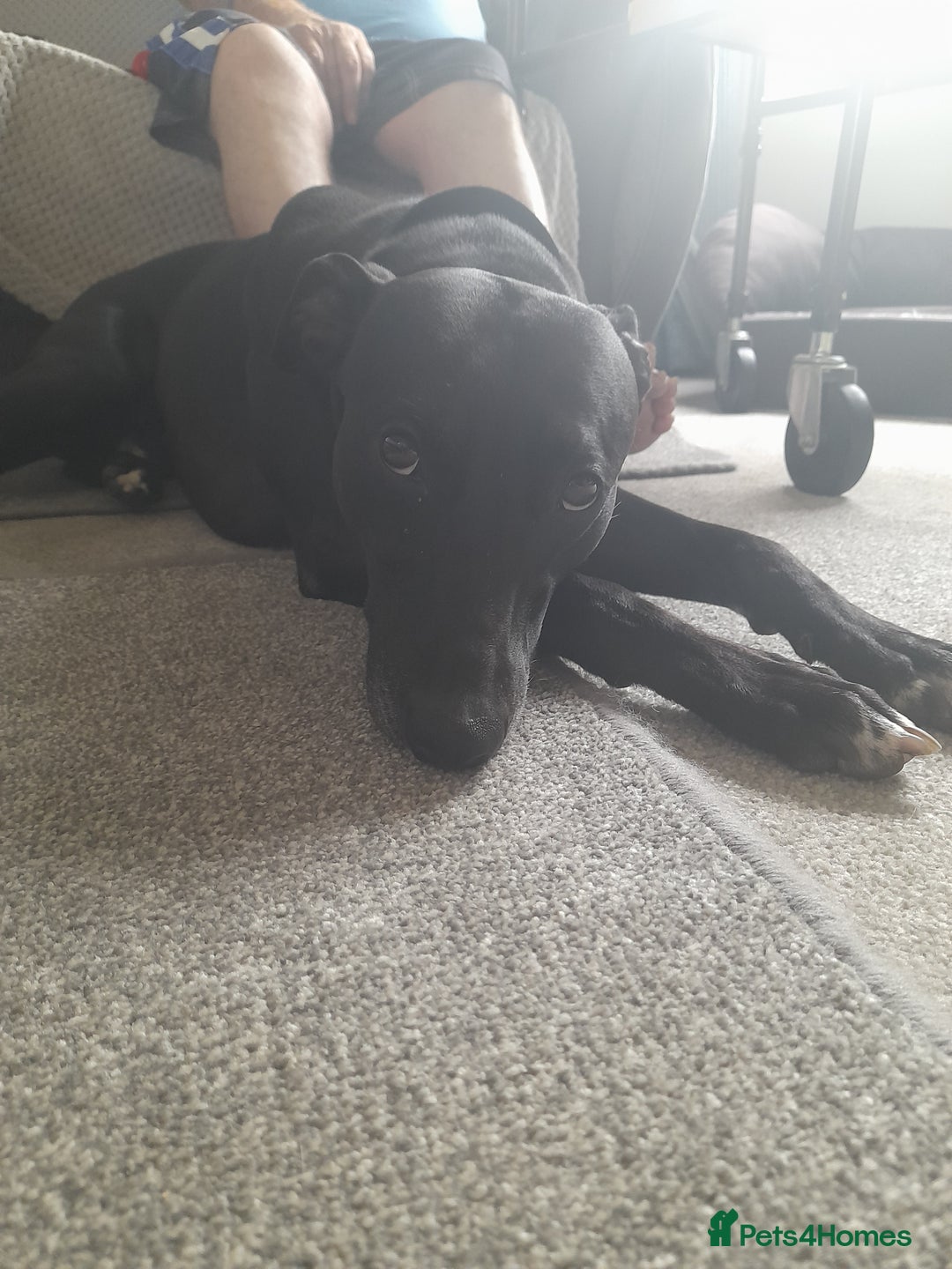 Mixed Breed dogs for sale: Lurcher in need of a new home - Image 1