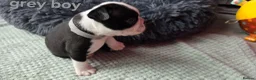 Boston Terrier dogs for sale: ⭐️KC registered beautiful Boston terrier puppies - Advert 23