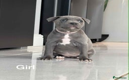 Staffordshire Bull Terrier dogs for sale: !!! Blue Staffordshire bull terriers !!! - Image 5
