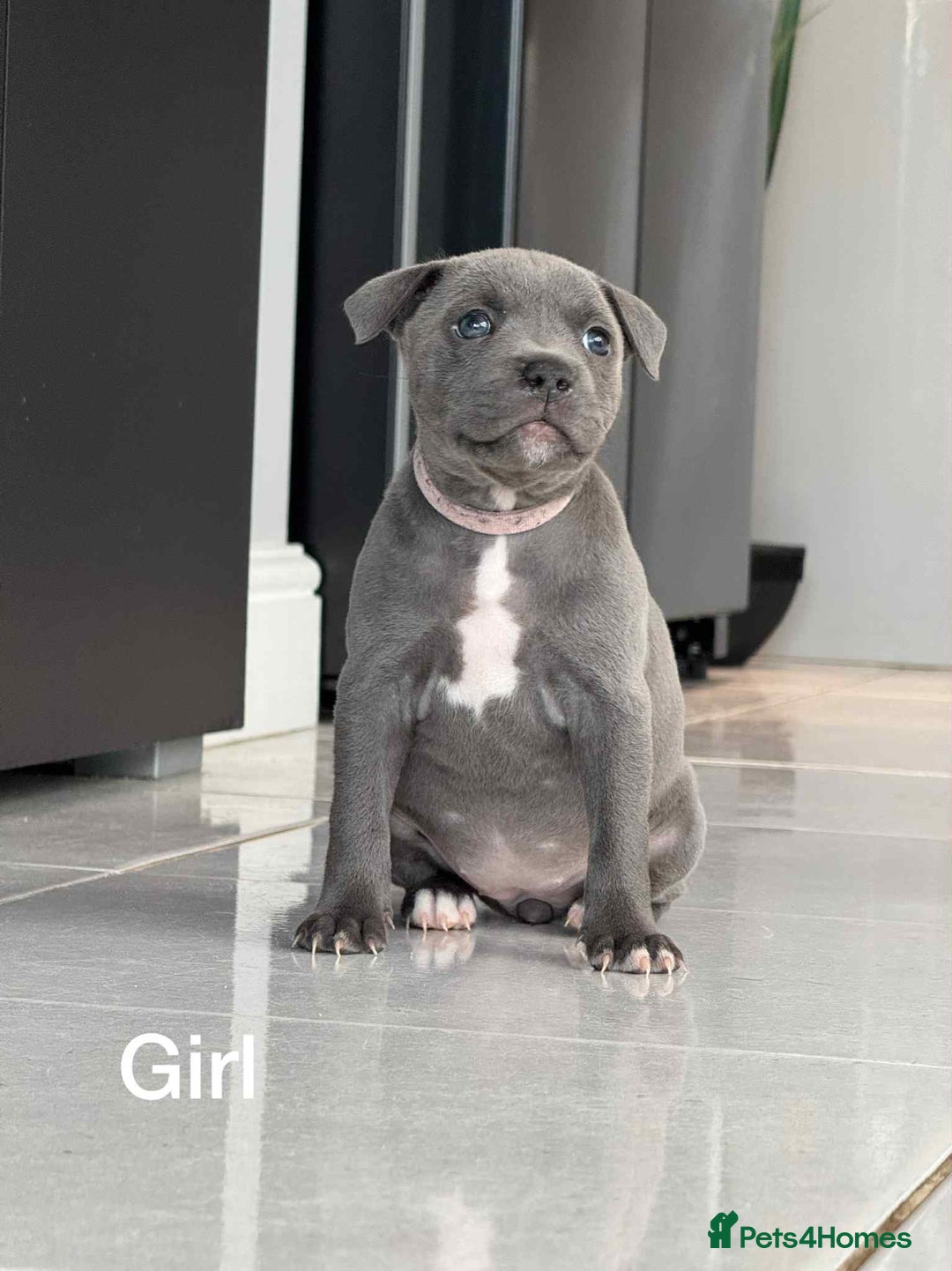 Staffordshire Bull Terrier dogs for sale: !!! Blue Staffordshire bull terriers !!! - Image 5
