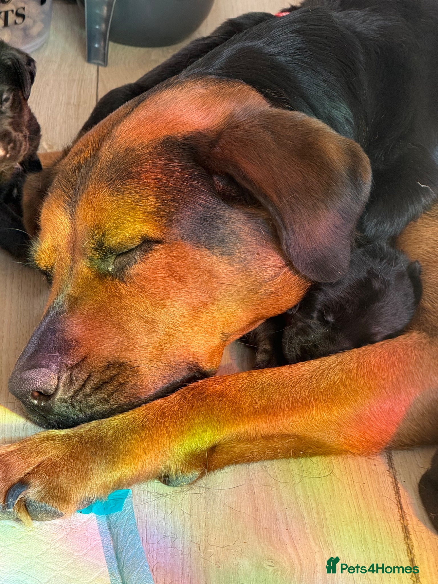 Mixed Breed dogs Beautiful chunky puppies - Advert 8