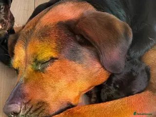 Mixed Breed dogs Beautiful chunky puppies - Advert 8