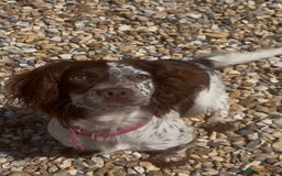 English Springer Spaniel dogs for sale: Springer spaniel puppies - Image 11