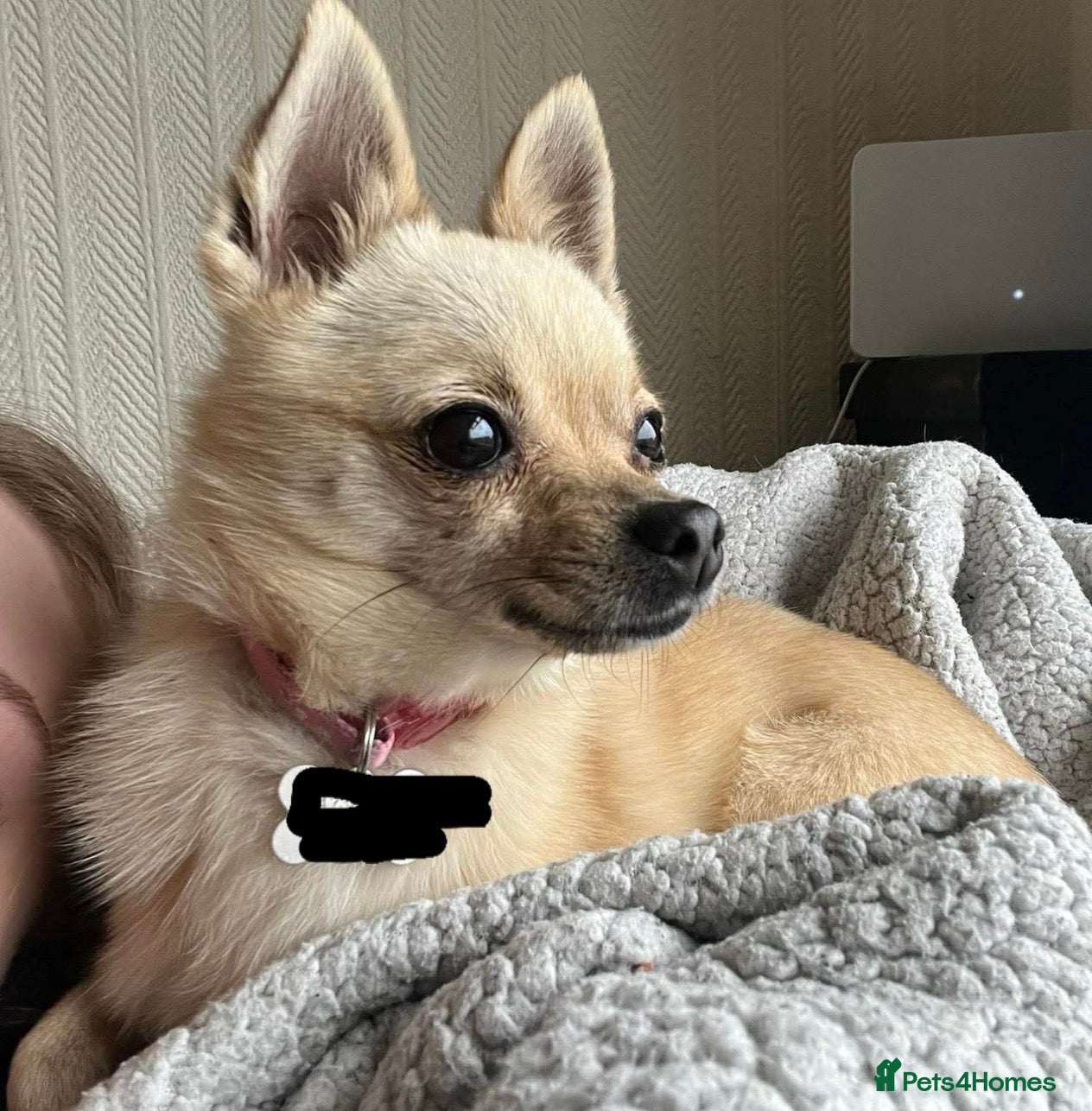 Pomchi dogs 🐾Pomchi available for adoption🐾 - Advert 2