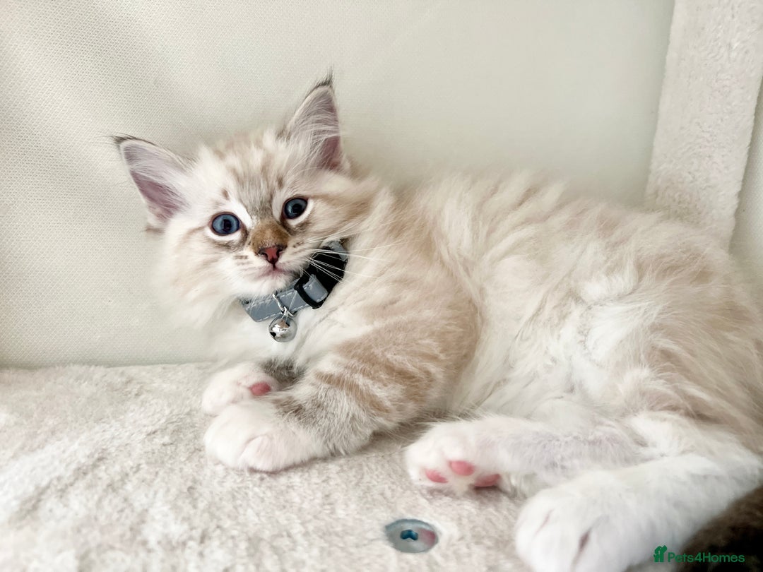 Ragdoll cats for sale: Beautiful Ragdolls 3 🩵 Boys 2 Girls 🩷 - Image 2