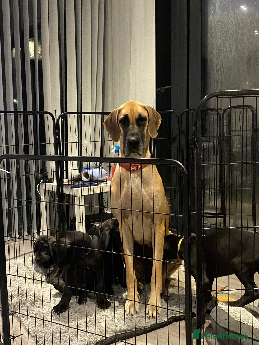 Great Dane dogs for sale: Gorgeous Black Great Dane Puppies - Image 1
